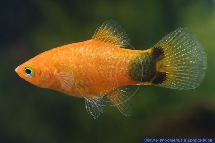 Xiphophorus maculatus MICKEY MOUSE BRONZE alias Maculatus-Platy ...