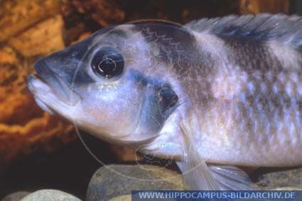 Steatocranus Glaber Cf. Alias Checkerboard-Humphead :: Hippocampus ...