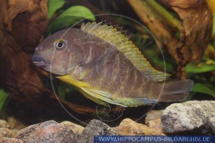 Tropheus Sp Ujiji Alias Tropheus Katonga Hippocampus Bildarchiv