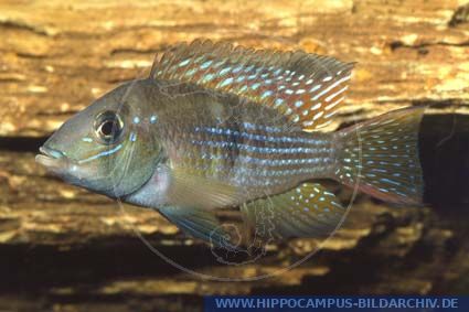 Gymnogeophagus rhabdotus alias Pearl sptriped Geophagus :: Hippocampus ...