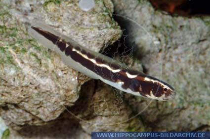 Pholidichthys leucotaenia alias Convict blenny :: Hippocampus Bildarchiv