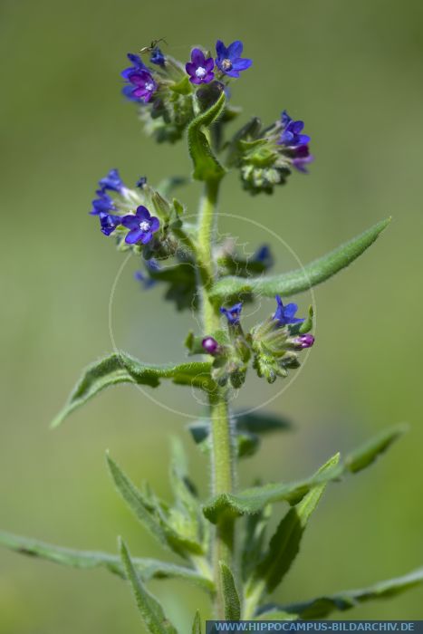 Anchusa officinalis alias Alkanet :: Hippocampus Bildarchiv