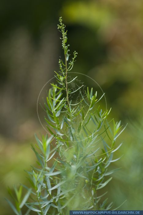 Artemisia dracunculus alias Tarragon :: Hippocampus Bildarchiv