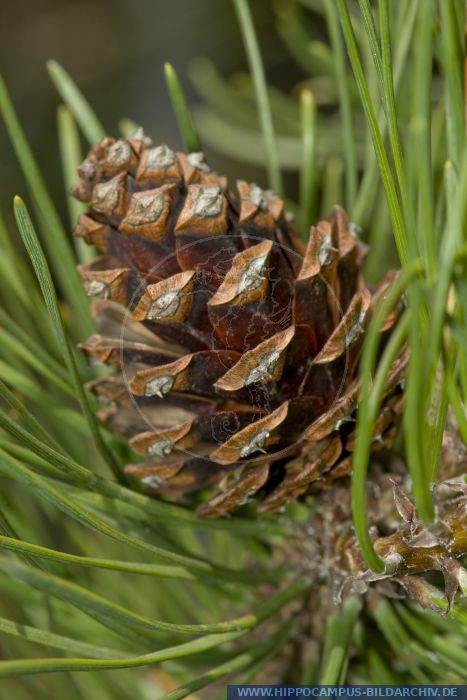 Pinus mugo alias Bergfoehre :: Hippocampus Bildarchiv