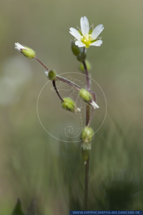 Cerastium glutinosum alias European chickweed :: Hippocampus Bildarchiv