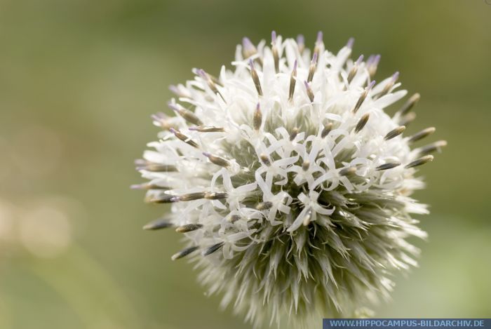 Echinops sphaerocephalus alias Giant Globe Thistle :: Hippocampus ...