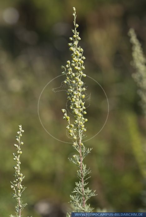 Artemisia pontica alias Roman wormwood :: Hippocampus Bildarchiv