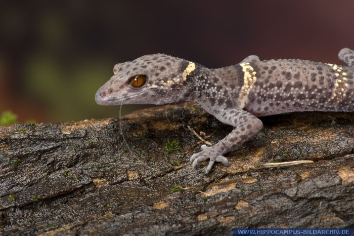 Goniurosaurus Lichtenfelderi Alias Chinesischer Lidgecko :: Hippocampus 