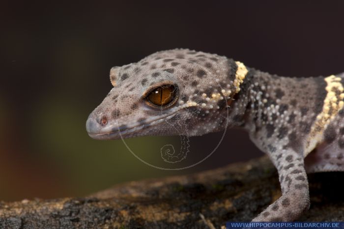 Goniurosaurus lichtenfelderi alias Chinesischer Lidgecko :: Hippocampus ...