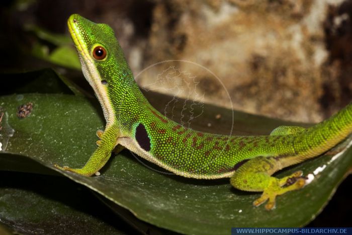 Phelsuma quadriocellata alias Peacock Day Gecko :: Hippocampus Bildarchiv