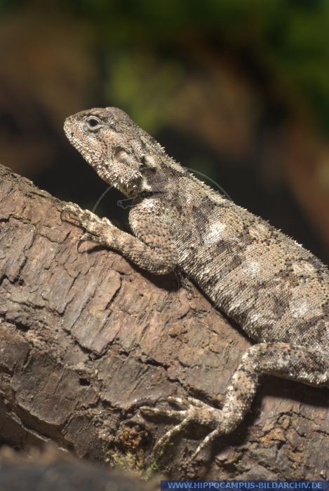 Acanthocercus atricollis f alias Blue-throated Agama :: Hippocampus ...