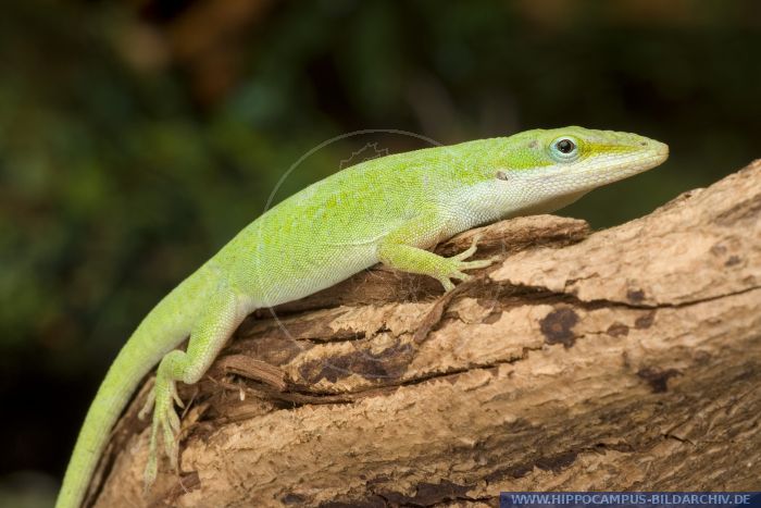 Anolis carolinensis alias Green Anole :: Hippocampus Bildarchiv