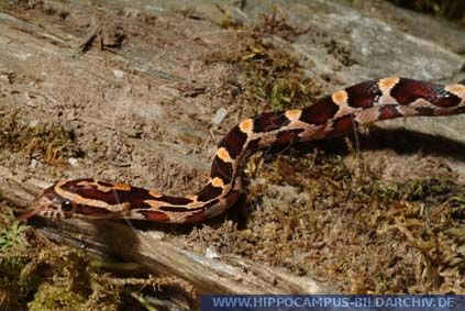 Elaphe guttata ' Okatee II ' alias Cornsnake :: Hippocampus Bildarchiv