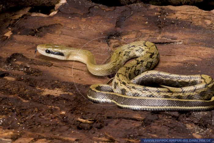 Orthriophis taeniurus taeniurus alias Beauty Snake :: Hippocampus ...