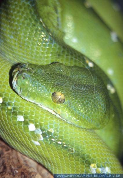 Morelia ( Chondropython ) viridis alias Green Tree Python ...