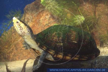 Kinosternon scorpioides alias Scorpion Mud Turtle :: Hippocampus Bildarchiv