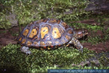 Rhinoclemmys pulcherrima alias Ornate Wood Turtle :: Hippocampus Bildarchiv