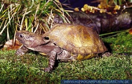 Pyxidea mouhotii alias Keeled Box Turtle :: Hippocampus Bildarchiv