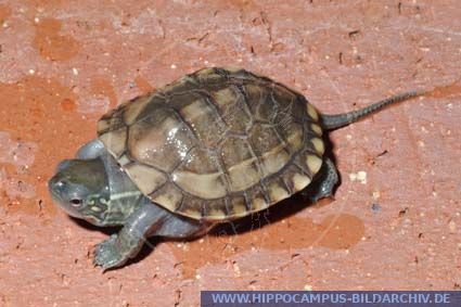 Chinemys reevesii alias Reeve's Turtle :: Hippocampus Bildarchiv