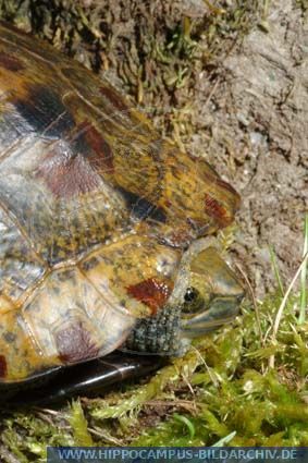 Mauremys japonica alias Japanese Pond Turtle :: Hippocampus Bildarchiv