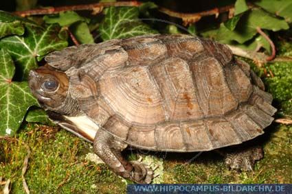 Cyclemys dentata alias Asian Leaf Turtle :: Hippocampus Bildarchiv