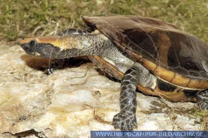 Platemys platycephala alias American Flat-headed Turtle :: Hippocampus ...