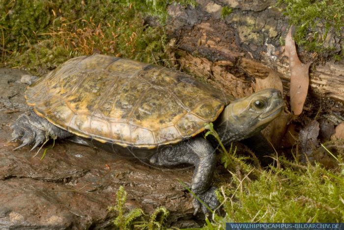 Mauremys japonica alias Japanese Pond Turtle :: Hippocampus Bildarchiv