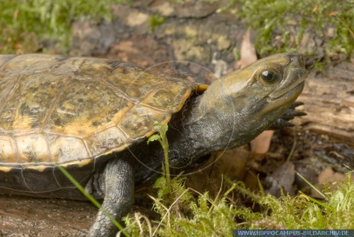 Mauremys japonica alias Japanese Pond Turtle :: Hippocampus Bildarchiv