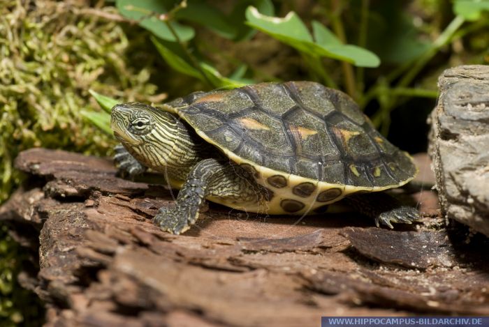 Ocadia sinensis alias Chinese Striped-neck turtle :: Hippocampus Bildarchiv