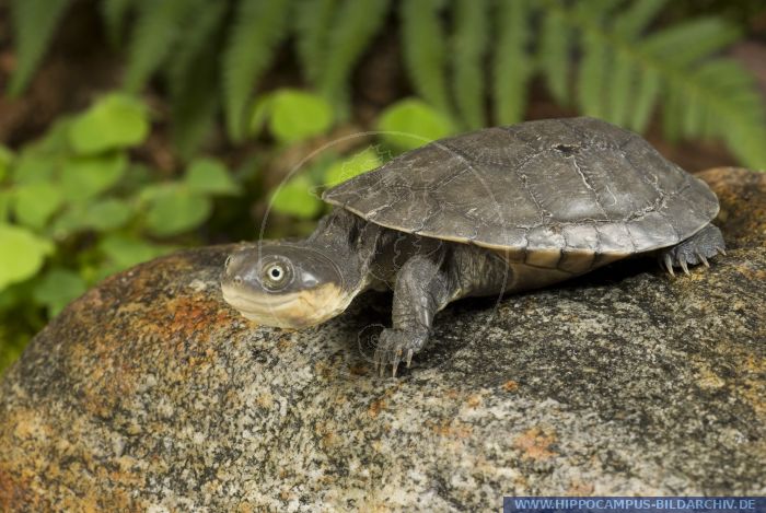 Pelusios castaneus alias West African Mud Turtle :: Hippocampus Bildarchiv