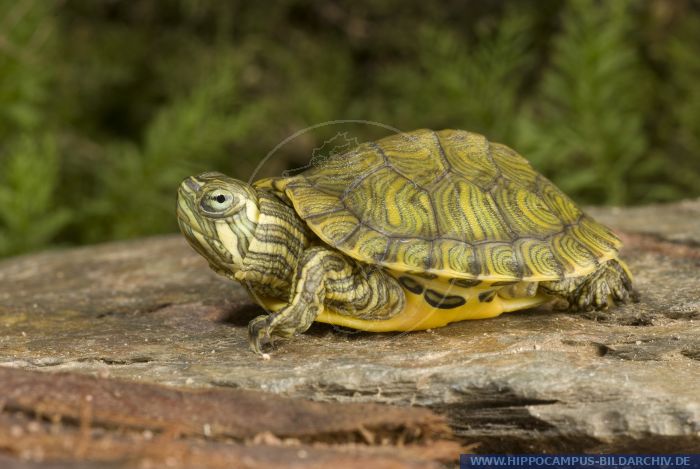 Pseudemys texana alias Texas River Cooter :: Hippocampus Bildarchiv