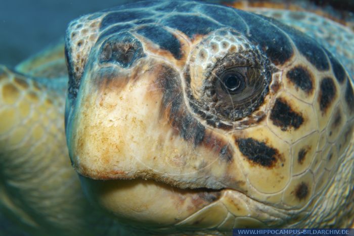 Caretta caretta alias Türkei :: Hippocampus Bildarchiv