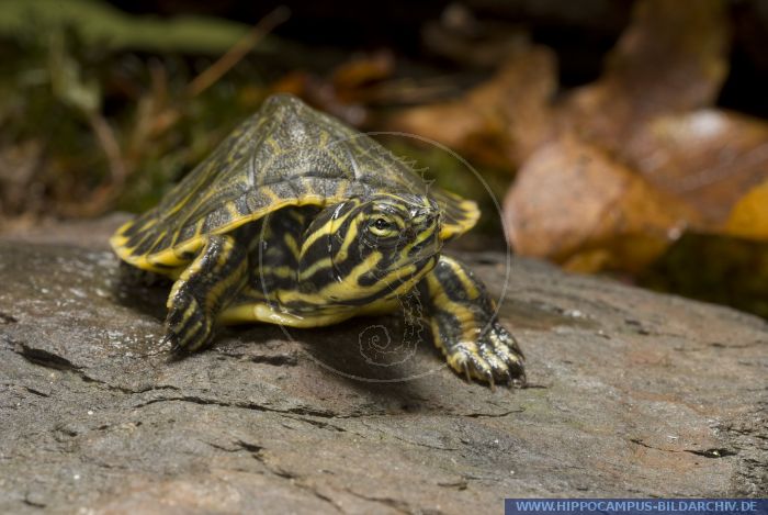 Pseudemys texana alias Texas River Cooter :: Hippocampus Bildarchiv