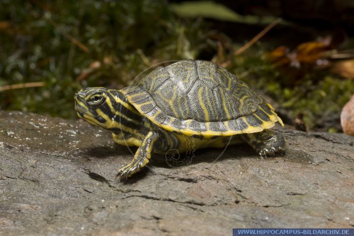 Pseudemys texana alias Texas River Cooter :: Hippocampus Bildarchiv