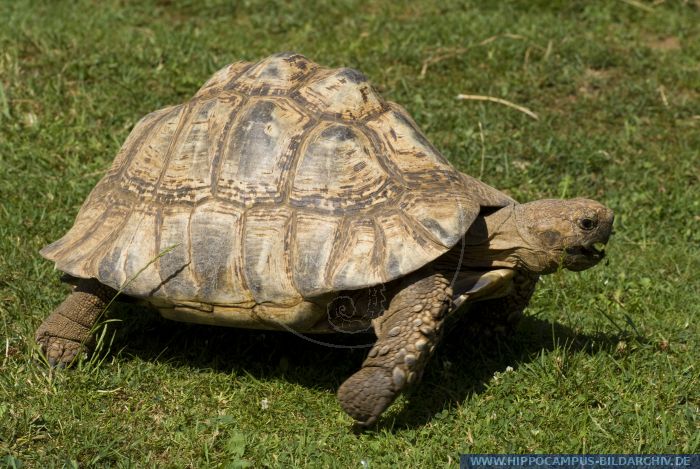 Geochelone pardalis alias Leopard tortoise :: Hippocampus Bildarchiv