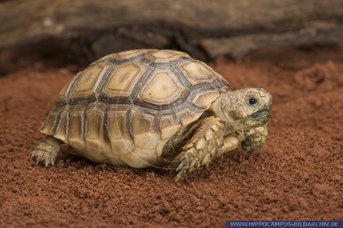 Centrochelys sulcata alias African spurred tortoise :: Hippocampus ...