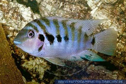 Archocentrus nigrofasciatus (Cichlasoma) Nicaragua alias Convict ...