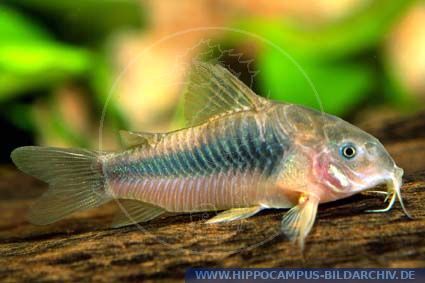 Corydoras eques alias Corydoras catfish :: Hippocampus Bildarchiv