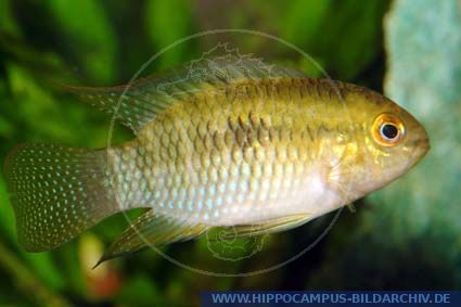 Laetacara curviceps (Aequidens) alias Flag Laetacara Cichlid ...