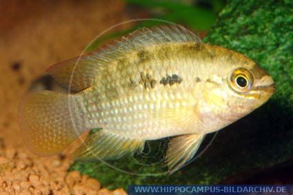 Laetacara dorsigera alias Red-breasted Cichlid :: Hippocampus Bildarchiv