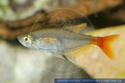 Prionobrama filigera alias Redfin glass-Tetra :: Hippocampus Bildarchiv