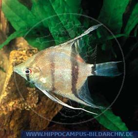 Pterophyllum sp. (dumerilii) alias Longnosed Angel: Sheepshead Angel ...