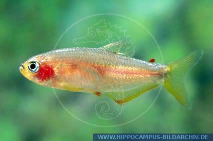 Rachoviscus graciliceps YELLOW alias Bahia-Rachoviscus :: Hippocampus ...