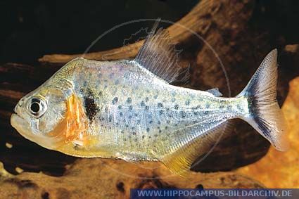 Serrasalmus humeralis alias Vertical striped Piranha :: Hippocampus ...