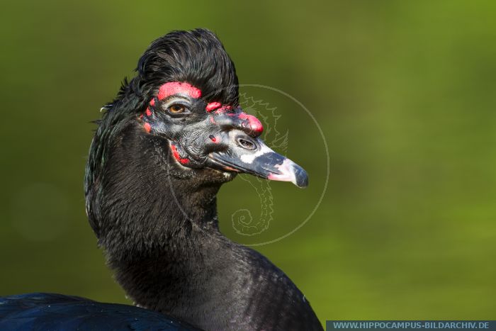 Cairina moschata alias Muscovy Duck :: Hippocampus Bildarchiv