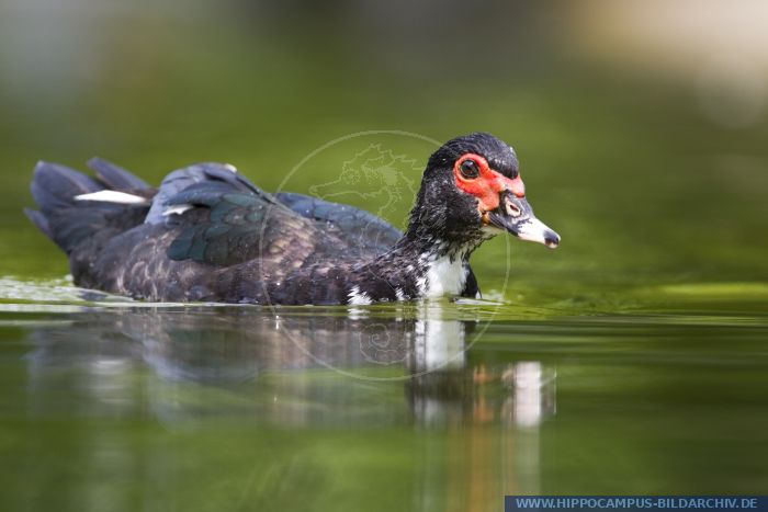 Cairina moschata alias Muscovy Duck :: Hippocampus Bildarchiv