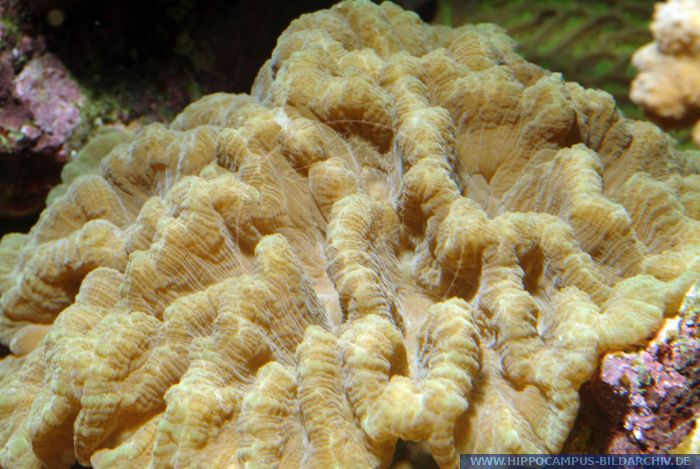 Pectinia sp. alias Stony coral :: Hippocampus Bildarchiv