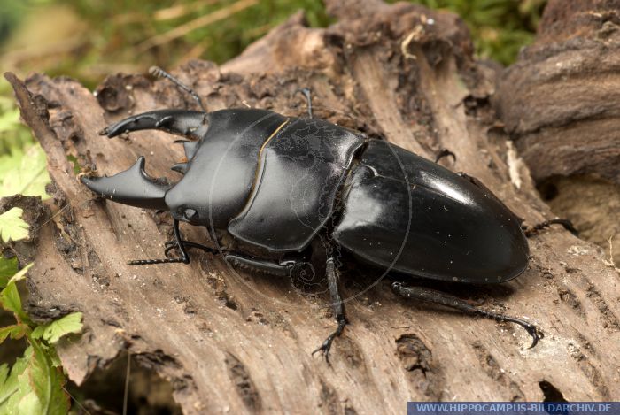 Dorcus alcides alias Stag beetle :: Hippocampus Bildarchiv