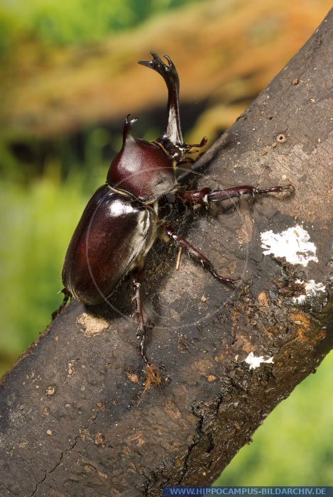 Trypoxylus (Allomyhrina) dichotoma alias Japanese rhinoceros beetle ...