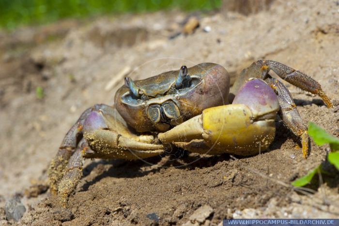 Cardisoma Carnifex Alias Giant Landcrab Hippocampus Bildarchiv